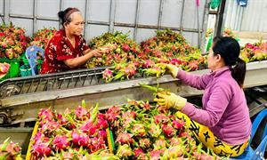 Sản xuất thanh long VietGAP: Quyết tâm thực hiện trong thế khó