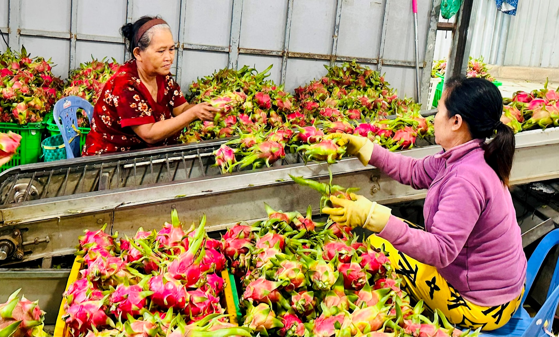 Sản xuất thanh long VietGAP: Quyết tâm thực hiện trong thế khó